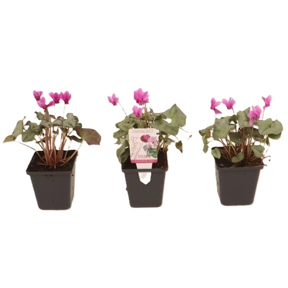 Cyclamen hederifolium 'Silver Leaf Dark Pink' - image 2