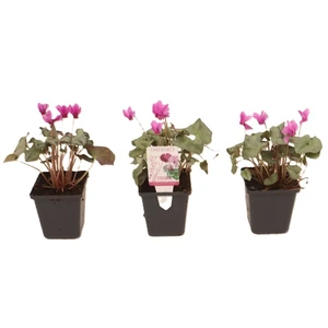 Cyclamen hederifolium 'Silver Leaf Dark Pink' - image 2