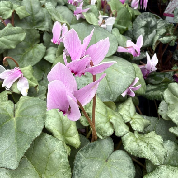 Cyclamen hederifolium 'Silver Leaf Light Pink' 9cm
