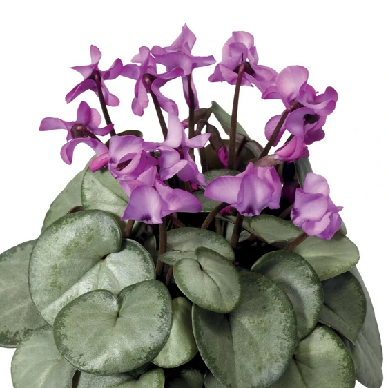 Cyclamen coum 'Silver Leaf Rose' 9cm
