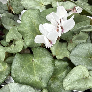 Cyclamen hederifolium 'Silver Leaf White' 9cm - image 1