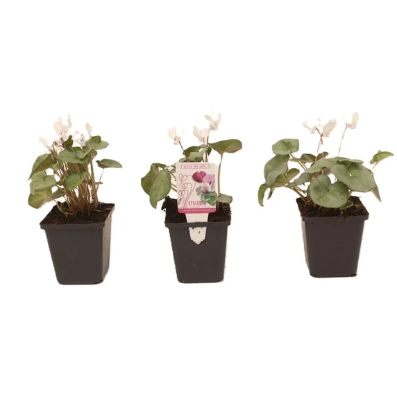 Cyclamen hederifolium 'Silver Leaf White' 9cm - image 2