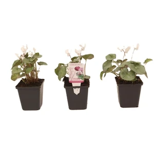 Cyclamen hederifolium 'Silver Leaf White' 9cm - image 2