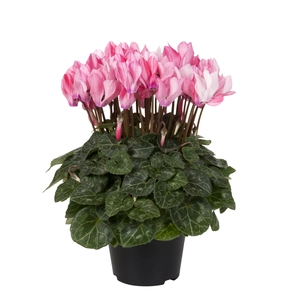 Cyclamen Super Series 'Crayon Salmon' - image 1
