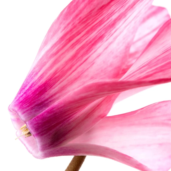 Cyclamen Super Series 'Crayon Salmon' - image 2