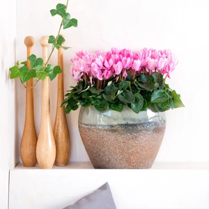 Cyclamen Super Series 'Crayon Salmon' - image 3