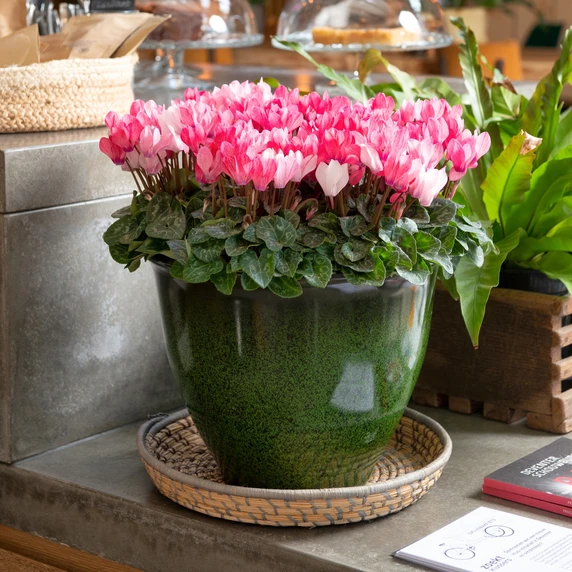 Cyclamen Super Series 'Crayon Salmon' - image 4