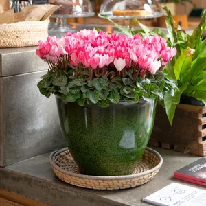 Cyclamen Super Series 'Crayon Salmon' - image 4