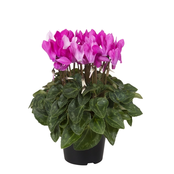 Cyclamen Super Series 'Crayon Violet' - image 1