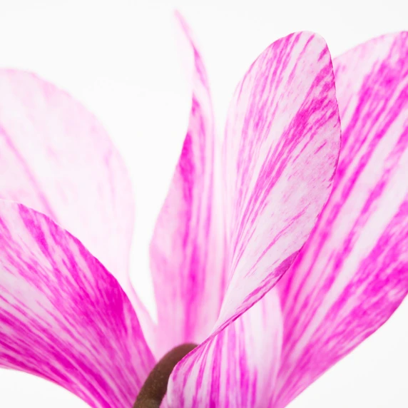 Cyclamen Super Series 'Crayon Violet' - image 2