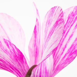 Cyclamen Super Series 'Crayon Violet' - image 2