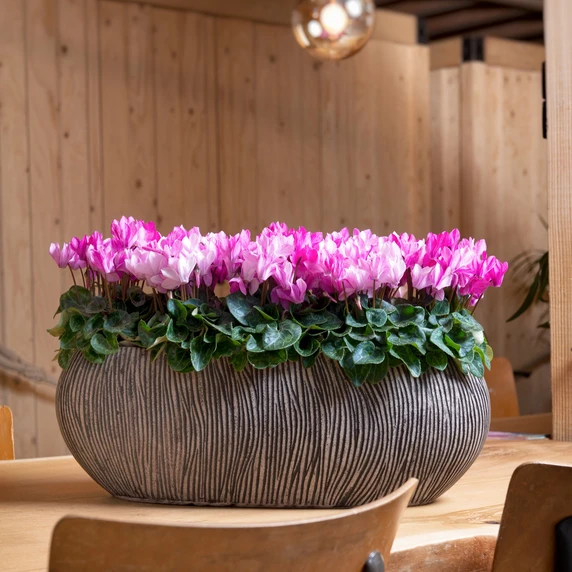 Cyclamen Super Series 'Crayon Violet' - image 3
