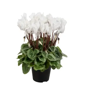 Cyclamen Super Series 'Donatello White'