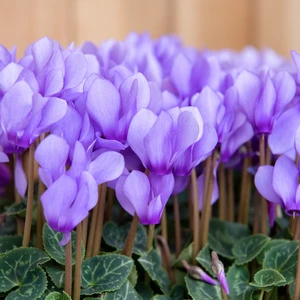 Cyclamen Super Series 'Dragon Blue' 10.5cm - image 2