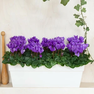 Cyclamen Super Series 'Dragon Deep Blue' - image 2