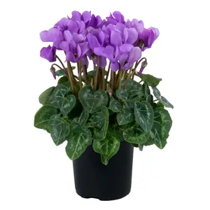Cyclamen Super Series 'Dragon Deep Blue' - image 1