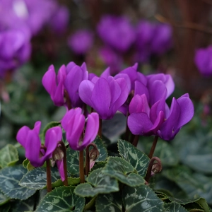 Cyclamen Super Series 'Dragon Deep Blue'