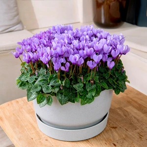 Cyclamen Super Series 'Dragon Deep Blue' 1L - image 3
