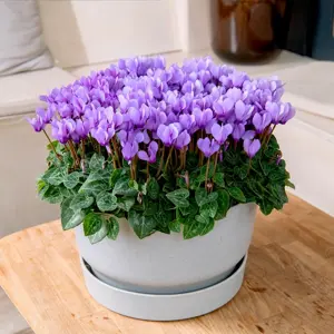Cyclamen Super Series 'Dragon Light Blue' 10.5cm - image 3