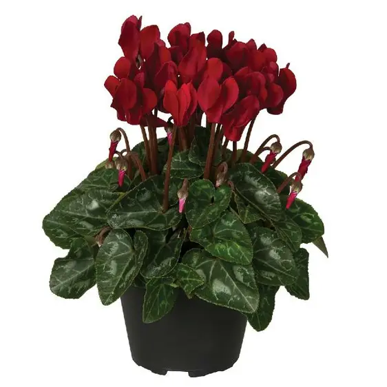 Cyclamen Super Series 'Garden Bordeaux'