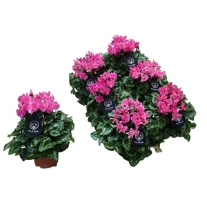 Cyclamen Super Series 'Garden Light Pink'
