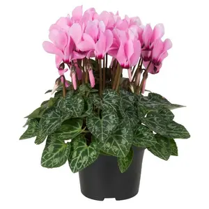 Cyclamen Super Series 'Garden Light Pink'