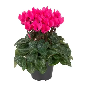 Cyclamen Super Series 'Garden Pink'