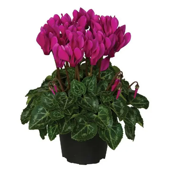 Cyclamen Super Series 'Garden Purple'