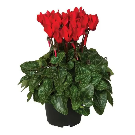 Cyclamen Super Series 'Garden Red'