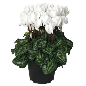 Cyclamen Super Series 'Garden White'