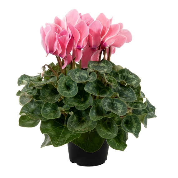 Cyclamen Super Series 'Leopardo Pink'