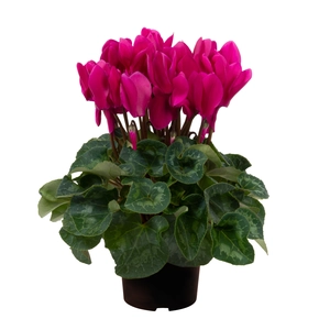 Cyclamen Super Series 'Leopardo Purple'