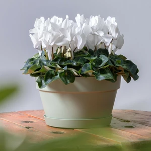 Cyclamen Super Series 'Leopardo White' - image 2