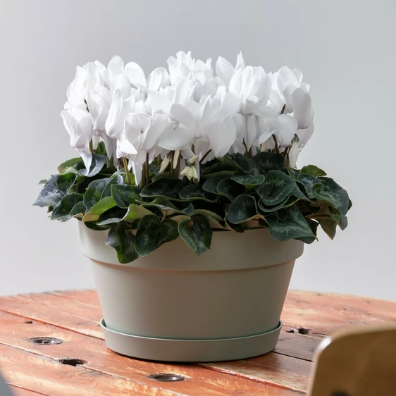 Cyclamen Super Series 'Leopardo White' - image 3