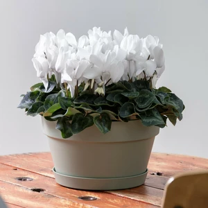 Cyclamen Super Series 'Leopardo White' - image 3