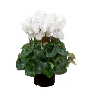 Cyclamen Super Series 'Leopardo White' - image 1