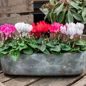 Cyclamen Super Series 'Micro Red' - image 2