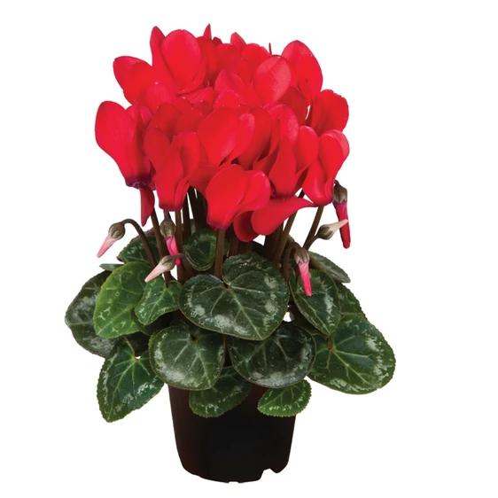 Cyclamen Super Series 'Micro Red' - image 1