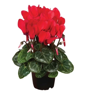 Cyclamen Super Series 'Micro Red'