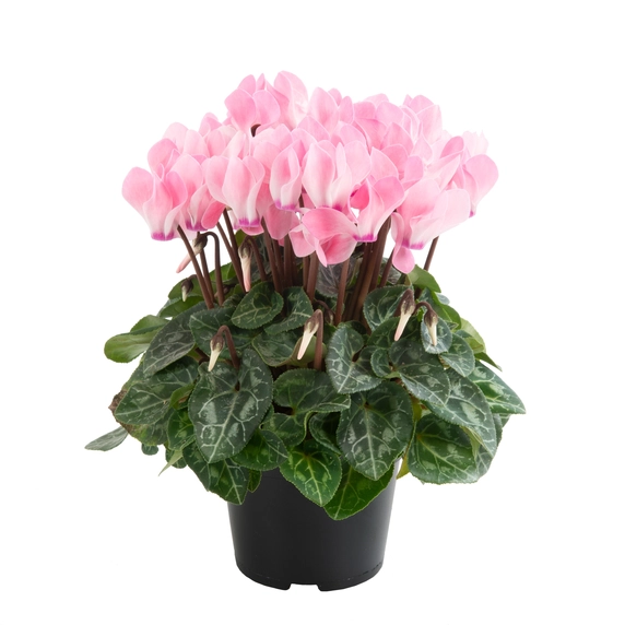 Cyclamen Super Series 'Odora Salmon Flamed'