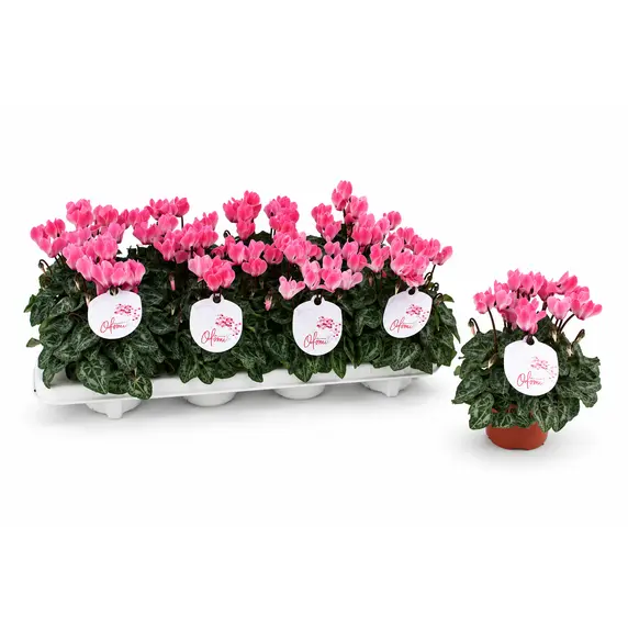 Cyclamen Super Series 'Odora Soft Pink' - image 2