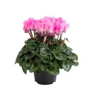 Cyclamen Super Series 'Odora Soft Pink' - image 1