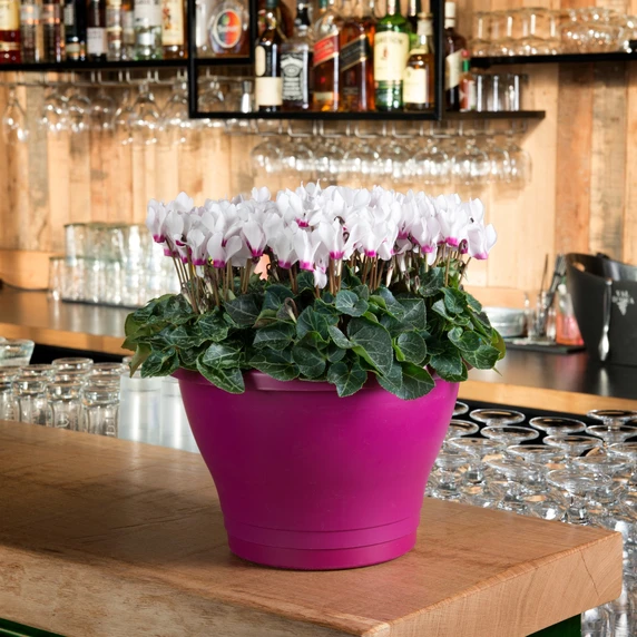 Cyclamen Super Series 'Odora White with Eye' - image 2
