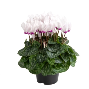 Cyclamen Super Series 'Odora White with Eye' - image 1