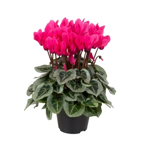 Cyclamen Super Series 'Picasso Pink'