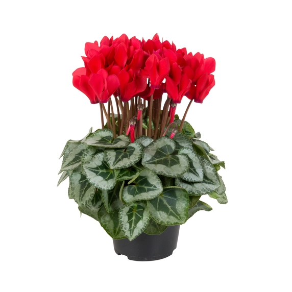 Cyclamen Super Series 'Picasso Red'