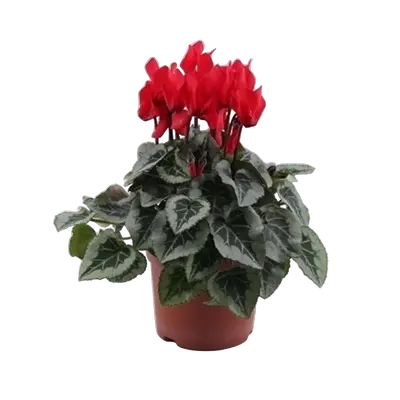 Cyclamen Super Series 'Picasso Red' - image 1