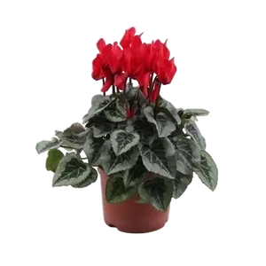 Cyclamen Super Series 'Picasso Red' - image 1