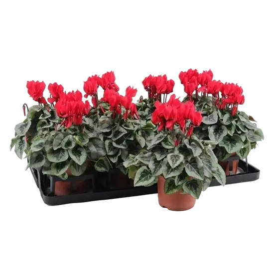 Cyclamen Super Series 'Picasso Red' - image 2