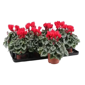 Cyclamen Super Series 'Picasso Red' - image 2